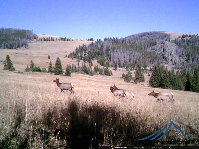 acreage for sale, acreage for sale by owner, acreage for sale in montana, acreage in montana, buy land, buy land in montana, buy land montana, buy montana land, cheap land, cheap land for sale, cheap land for sale in montana, cheap land montana, cheap montana land, cheap off grid land, cheap off grid land for sale, for sale by owner, forsalebyowner, forsalebyowner montana, fsbo, fsbo montana, fsbo real estate, horse property for sale, horse property for sale in montana, hunting land for sale by owner, hunting land for sale in montana, hunting property for sale, hunting property for sale in montana, land for sale by owner, land for sale in Montana, land for sale Montana, land in Montana, lands for sale, landwatch, landwatch montana, montana acreages for sale, montana hunting land for sale, montana land, montana land for sale, montana land for sale by owner, montana mountain land for sale, montana property, Montana property for sale, montana real estate, mountain land for sale, mountain land for sale in montana, mountain properties for sale, mountain property for sale, mountain real estate, off grid land, off grid land for sale, off grid property for sale, off grid real estate, off the grid, property, property for sale by owner, property for sale by owner in montana, property for sale in Montana, property for sale montana, property in Montana, remote properties, remote property for sale, western montana land for sale